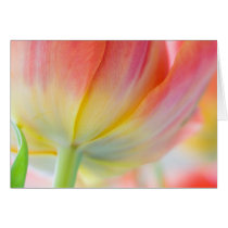 Colors of Spring • Greeting Card