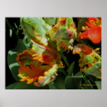 Colors of Spring Poster