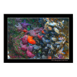 Colors of Starfish © by Photographer Linda Hoxie Colors of Starfish © by Photographer Linda Hoxie