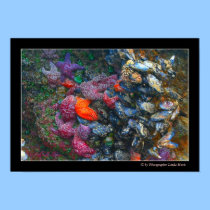 Colors of Starfish  © by Photographer Linda Hoxie posters