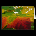 Colors of the Maple Leaf Card