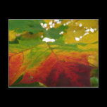 Colors of the Maple Leaf Postcard