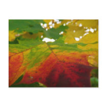 Colors of the Maple Leaf Postcard by mlewallpapers Colors of the Maple Leaf Postcard