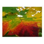 Colors of the Maple Leaf Postcard