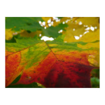 Colors of the Maple Leaf Print