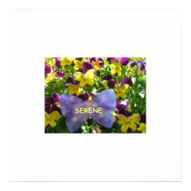 Colossal Pansy Poster posters