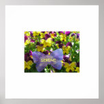 Colossal Pansy Poster
