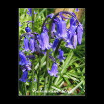 Colour me blue postcards