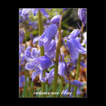 colour me blue postcards