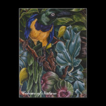 Colour of Nature postcards