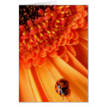 colour of summer cards