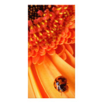 colour of summer custom photo card
