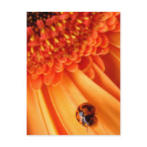 colour of summer postcard