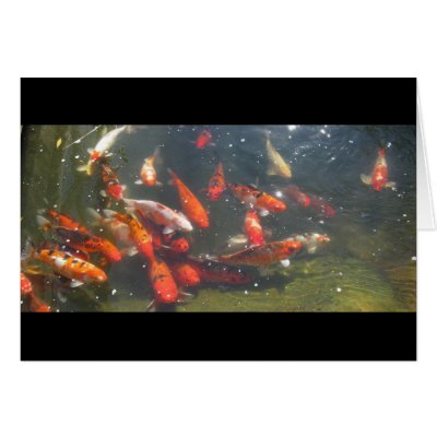 Colourful Koi Fish In a Pond Cards by all_creatures