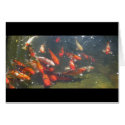 Colourful Koi Fish In a Pond cards by all_creatures Colourful Koi Fish In a Pond cards