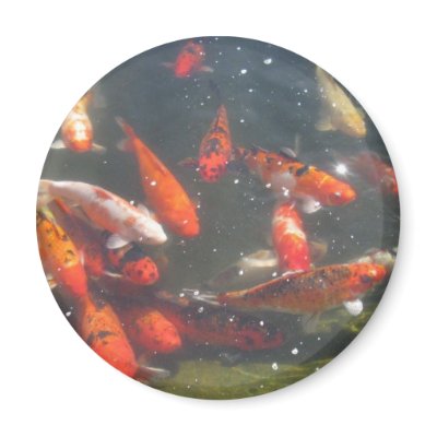 Colourful Koi Fish In a Pond Refrigerator Magnet by all_creatures