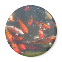 Colourful Koi Fish In a Pond magnets by all_creatures Colourful Koi Fish In a Pond magnets