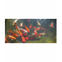Colourful Koi Fish In a Pond t-shirts