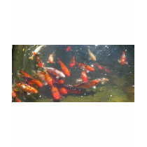 Colourful Koi Fish In a Pond t-shirts by all_creatures Colourful Koi Fish In a Pond t-shirts