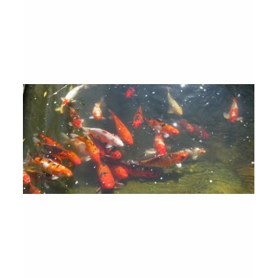 Colourful Koi Fish In a Pond T Shirt by all_creatures