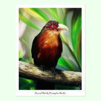 colourful tropical bird postcard postcards