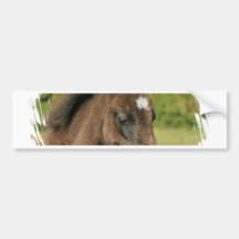 Colt Design Bumper Sticker