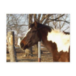 Colt of Many Colors Postcard