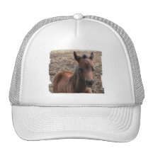 Colt Photo Baseball Hat