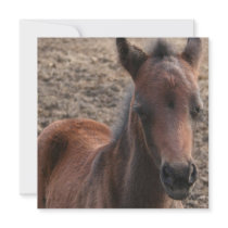 Colt Photo Invitation