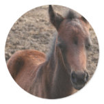 Colt Photo Stickers