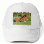 Colt Resting in Grass Baseball Cap hats