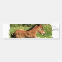 Colt Resting in Grass Bumper Sticker