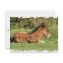 Colt Resting in Grass Invitation