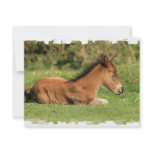 Colt Resting in Grass Invitation