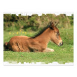 Colt Resting in Grass Invitation