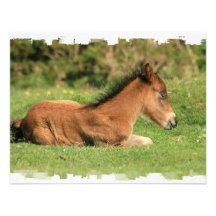Colt Resting in Grass Invitation