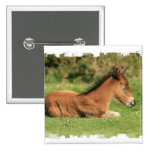 Colt Resting in Grass Square Pin