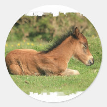 Colt Resting in Grass Sticker