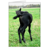 Colt's Itchy Bumm Greeting Cards