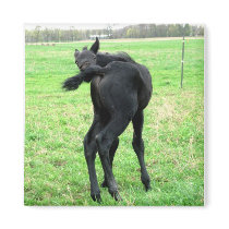 Colt's Itchy Bumm Fridge Magnet