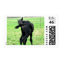 Colt's Itchy Bumm Postage Stamp
