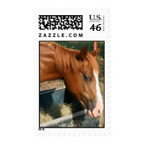 Colts of the Lightning Arrow Ranch postage by TereseaWelch Colts of the Lightning Arrow Ranch postage