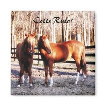 Colts Rule Magnet