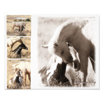 Colts will be Colts - Mustang Collage photography