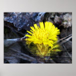 -Coltsfoot- Poster