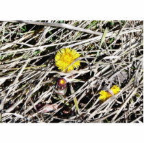 Coltsfoot Tussilago Farfa photo sculptures by lifesphere Coltsfoot Tussilago Farfa photo sculptures