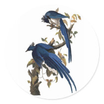 Columbia Jay by John James Audubon Round Sticker