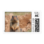Columbian Ground Squirrel Stamp