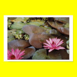 Columbian Lilies posters