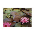 Columbian Lilies posters
